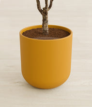 Load image into Gallery viewer, Sunset Orange stand:all