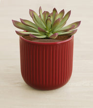 Load image into Gallery viewer, Striped Cherry Red stand:all