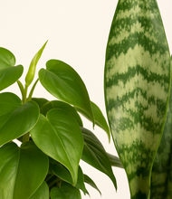 Load image into Gallery viewer, ALL