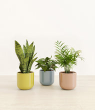 Load image into Gallery viewer, Pixie Petals*****Profile