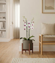Load image into Gallery viewer, Dark Olive stand:walnut