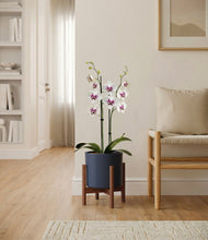 Load image into Gallery viewer, Deep Navy stand:walnut