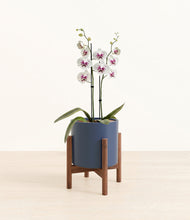 Load image into Gallery viewer, Deep Navy stand:walnut