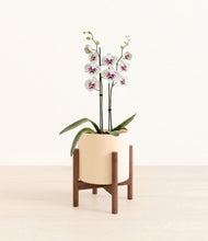 Load image into Gallery viewer, Cream stand:walnut
