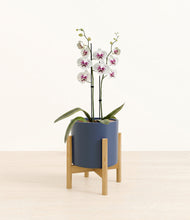 Load image into Gallery viewer, Deep Navy stand:bamboo