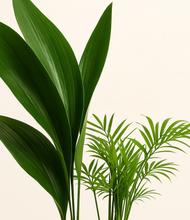 Load image into Gallery viewer, ALL