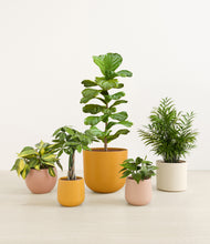 Load image into Gallery viewer, Evening Sky*****Profile