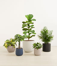 Load image into Gallery viewer, Mountain Top*****Profile