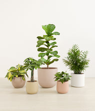 Load image into Gallery viewer, Sandy*****Profile