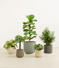 Load image into Gallery viewer, Woodland*****Profile