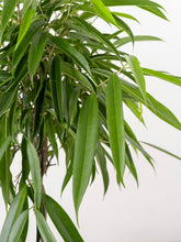 Load image into Gallery viewer, ALL