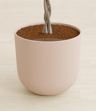 Load image into Gallery viewer, Sandy Pink stand:all