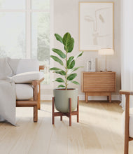 Load image into Gallery viewer, Sage Green stand:walnut