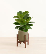 Load image into Gallery viewer, Olive stand:walnut