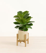 Load image into Gallery viewer, Almond Green stand:bamboo