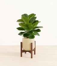 Load image into Gallery viewer, Almond Green stand:walnut