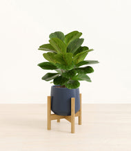 Load image into Gallery viewer, Deep Navy stand:bamboo