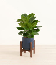 Load image into Gallery viewer, Deep Navy stand:walnut