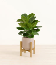 Load image into Gallery viewer, Eternal Gray stand:bamboo