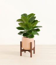 Load image into Gallery viewer, Gentle Pink stand:walnut