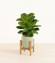 Load image into Gallery viewer, Turquoise stand:bamboo