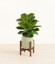 Load image into Gallery viewer, Turquoise stand:walnut