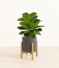 Load image into Gallery viewer, Dark Olive stand:bamboo