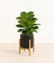 Load image into Gallery viewer, Black stand:bamboo