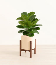 Load image into Gallery viewer, Cream stand:walnut