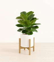 Load image into Gallery viewer, White stand:bamboo