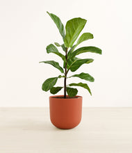 Load image into Gallery viewer, Earth Red*****Profile