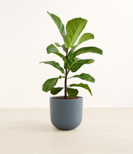 Load image into Gallery viewer, Iron Gray*****Profile