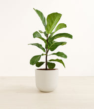 Load image into Gallery viewer, Natural Bamboo*****Profile