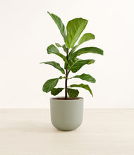 Load image into Gallery viewer, Sage Green*****Profile