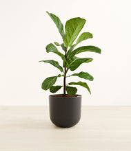 Load image into Gallery viewer, Stone Black*****Profile