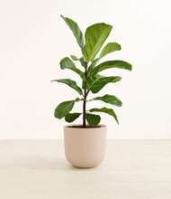 Load image into Gallery viewer, Sandy Pink*****Profile