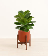 Load image into Gallery viewer, Earth Red stand:walnut