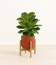 Load image into Gallery viewer, Earth Red stand:bamboo