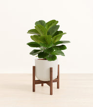 Load image into Gallery viewer, Natural Bamboo stand:walnut