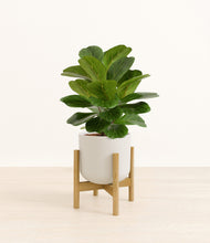 Load image into Gallery viewer, Natural Bamboo stand:bamboo