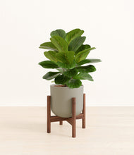 Load image into Gallery viewer, Sage Green stand:walnut