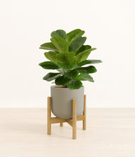 Load image into Gallery viewer, Sage Green stand:bamboo
