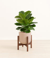 Load image into Gallery viewer, Sandy Pink stand:walnut