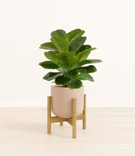 Load image into Gallery viewer, Sandy Pink stand:bamboo