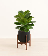 Load image into Gallery viewer, Stone Black stand:walnut