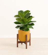 Load image into Gallery viewer, Sunset Orange stand:walnut