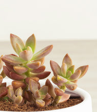 Load image into Gallery viewer, ALL