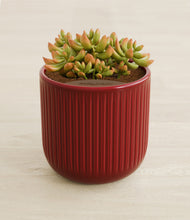 Load image into Gallery viewer, Striped Cherry Red stand:all