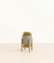 Load image into Gallery viewer, Sage Green stand:bamboo
