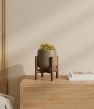 Load image into Gallery viewer, Olive stand:walnut